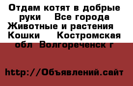 Отдам котят в добрые руки. - Все города Животные и растения » Кошки   . Костромская обл.,Волгореченск г.
